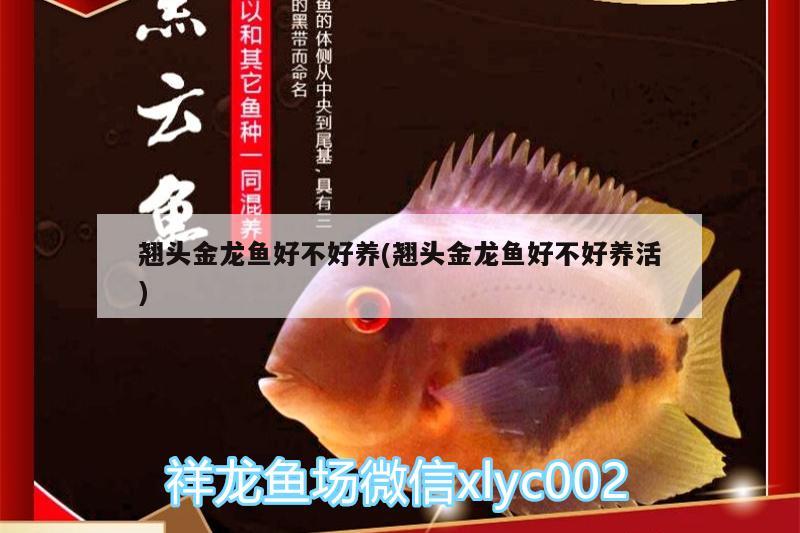 翹頭金龍魚好不好養(yǎng)(翹頭金龍魚好不好養(yǎng)活)