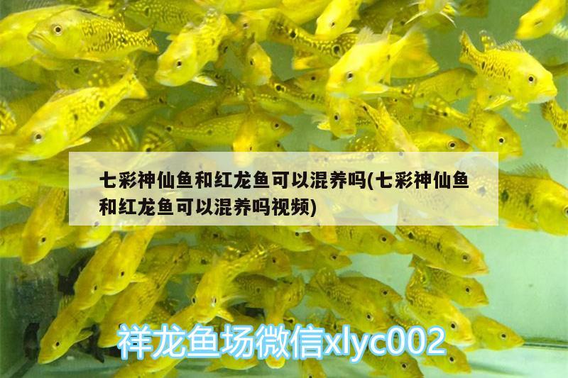 七彩神仙魚和紅龍魚可以混養(yǎng)嗎(七彩神仙魚和紅龍魚可以混養(yǎng)嗎視頻) 七彩神仙魚