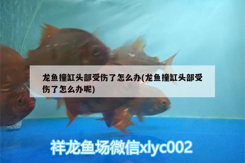 龍魚撞缸頭部受傷了怎么辦(龍魚撞缸頭部受傷了怎么辦呢)