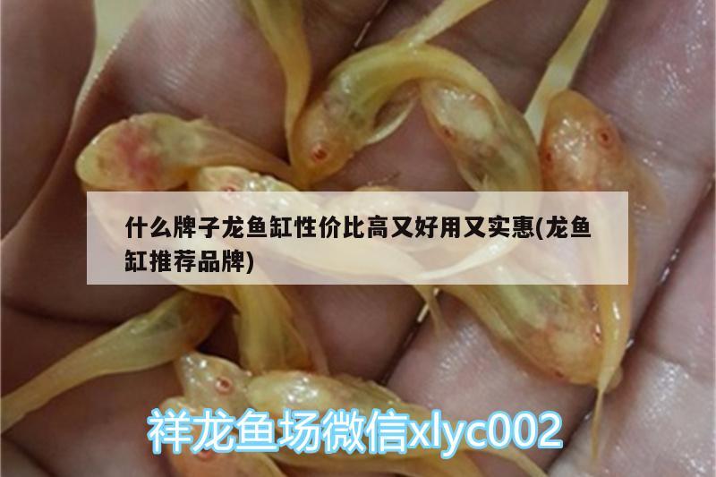 什么牌子龍魚缸性價比高又好用又實惠(龍魚缸推薦品牌) 黑帝王魟魚 第2張