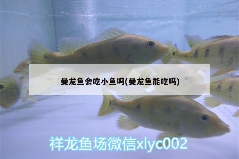 曼龍魚會吃小魚嗎(曼龍魚能吃嗎) 麥肯斯銀版魚