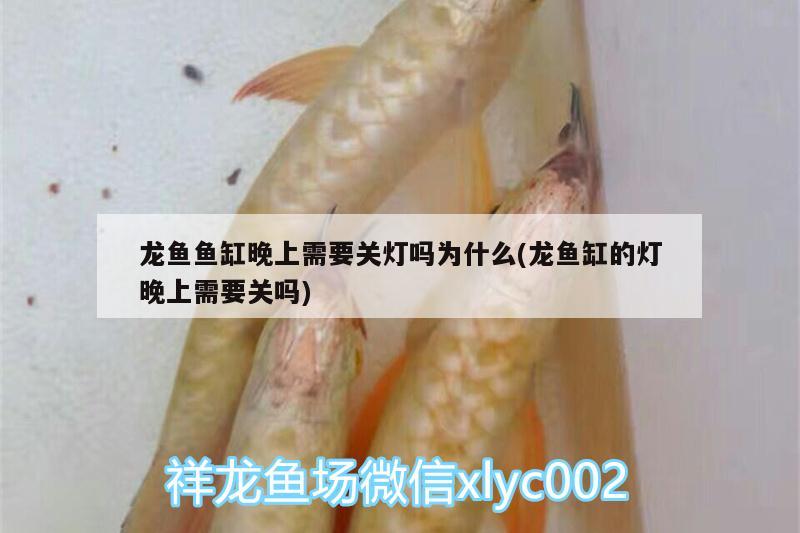 龍魚魚缸晚上需要關(guān)燈嗎為什么(龍魚缸的燈晚上需要關(guān)嗎)