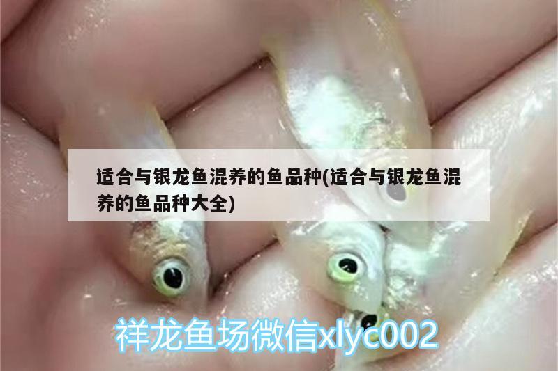 適合與銀龍魚混養(yǎng)的魚品種(適合與銀龍魚混養(yǎng)的魚品種大全) 銀龍魚百科