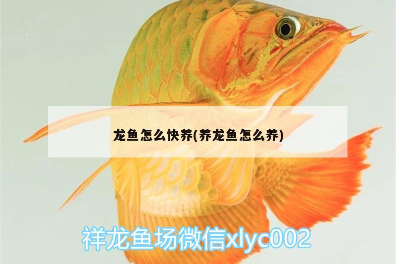 龍魚怎么快養(yǎng)(養(yǎng)龍魚怎么養(yǎng)) 觀賞蝦蟹等飼料