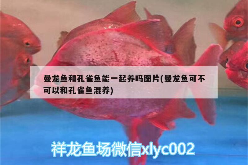 曼龍魚和孔雀魚能一起養(yǎng)嗎圖片(曼龍魚可不可以和孔雀魚混養(yǎng)) 白子銀龍魚苗