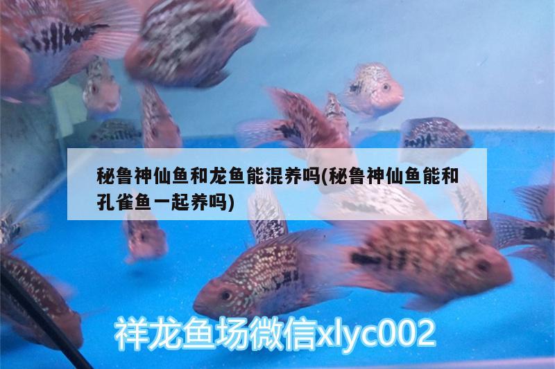 秘魯神仙魚和龍魚能混養(yǎng)嗎(秘魯神仙魚能和孔雀魚一起養(yǎng)嗎)