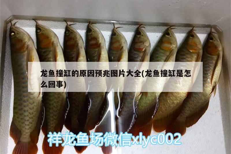 龍魚(yú)撞缸的原因預(yù)兆圖片大全(龍魚(yú)撞缸是怎么回事)