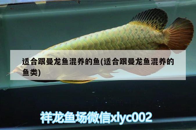 適合跟曼龍魚混養(yǎng)的魚(適合跟曼龍魚混養(yǎng)的魚類)