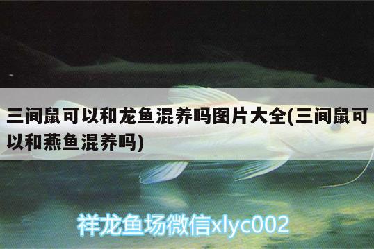 三間鼠可以和龍魚混養(yǎng)嗎圖片大全(三間鼠可以和燕魚混養(yǎng)嗎) 魟魚百科