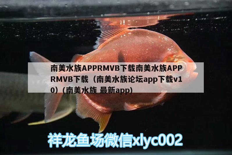 南美水族APPRMVB下載南美水族APPRMVB下載（南美水族論壇app下載v10）(南美水族最新app) 孵化器