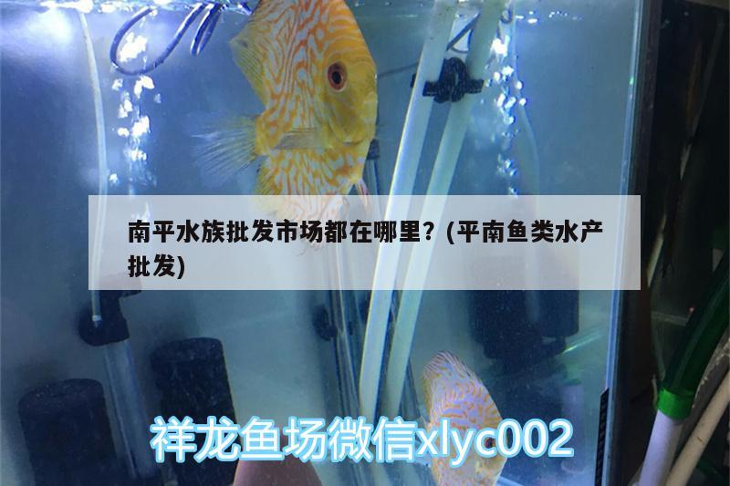 南平水族批發(fā)市場(chǎng)都在哪里？(平南魚(yú)類(lèi)水產(chǎn)批發(fā)) 觀賞魚(yú)水族批發(fā)市場(chǎng)