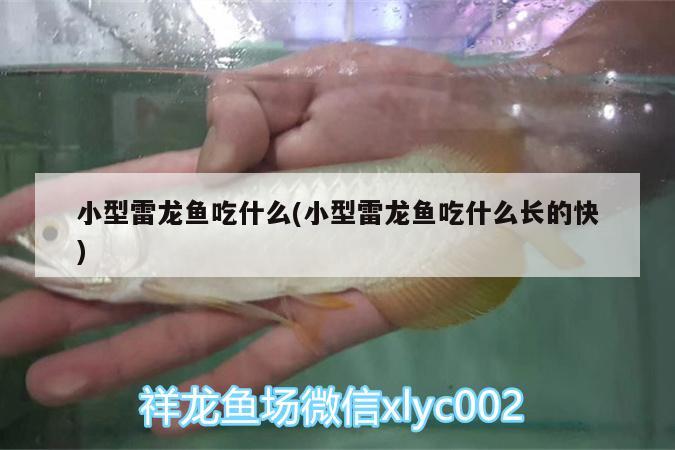 小型雷龍魚吃什么(小型雷龍魚吃什么長(zhǎng)的快) 龍魚專用燈