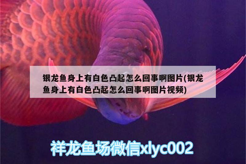 銀龍魚身上有白色凸起怎么回事啊圖片(銀龍魚身上有白色凸起怎么回事啊圖片視頻) 銀龍魚