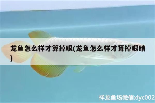 龍魚怎么樣才算掉眼(龍魚怎么樣才算掉眼睛)