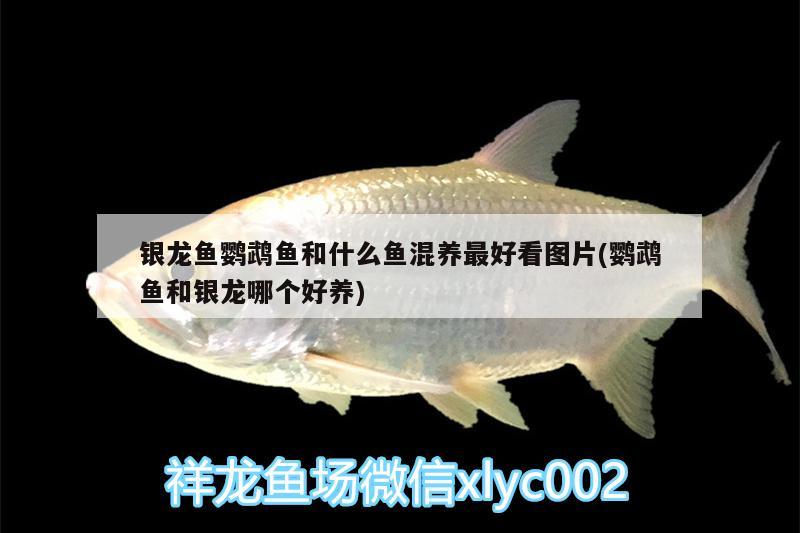 銀龍魚(yú)鸚鵡魚(yú)和什么魚(yú)混養(yǎng)最好看圖片(鸚鵡魚(yú)和銀龍哪個(gè)好養(yǎng))