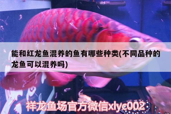 能和紅龍魚混養(yǎng)的魚有哪些種類(不同品種的龍魚可以混養(yǎng)嗎) 觀賞魚