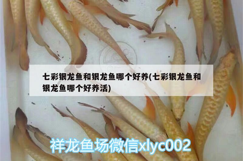 七彩銀龍魚和銀龍魚哪個(gè)好養(yǎng)(七彩銀龍魚和銀龍魚哪個(gè)好養(yǎng)活)