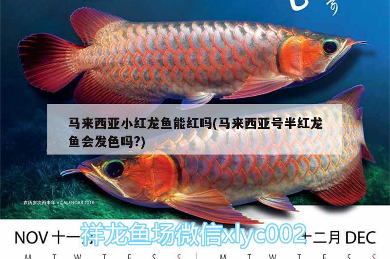 馬來西亞小紅龍魚能紅嗎(馬來西亞號半紅龍魚會發(fā)色嗎?)