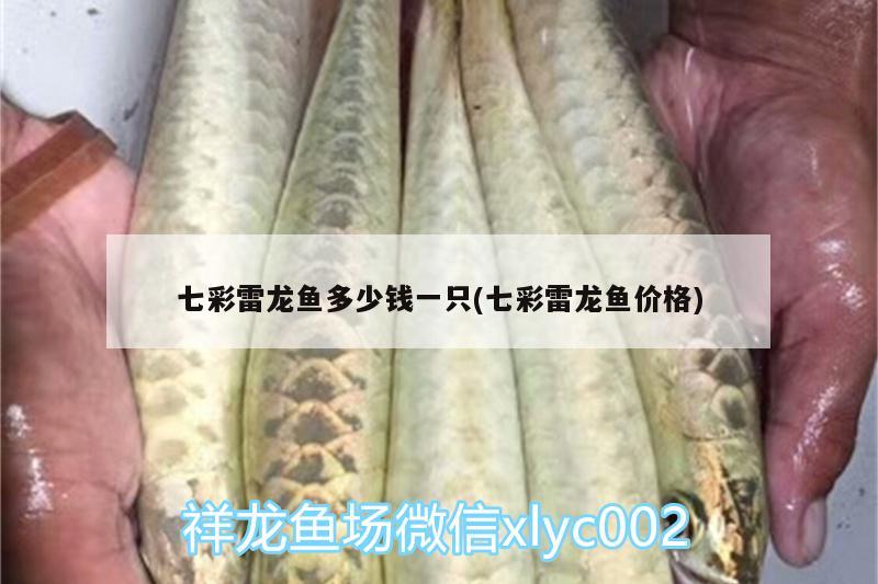 七彩雷龍魚多少錢一只(七彩雷龍魚價格)