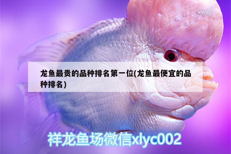 龍魚最貴的品種排名第一位(龍魚最便宜的品種排名)