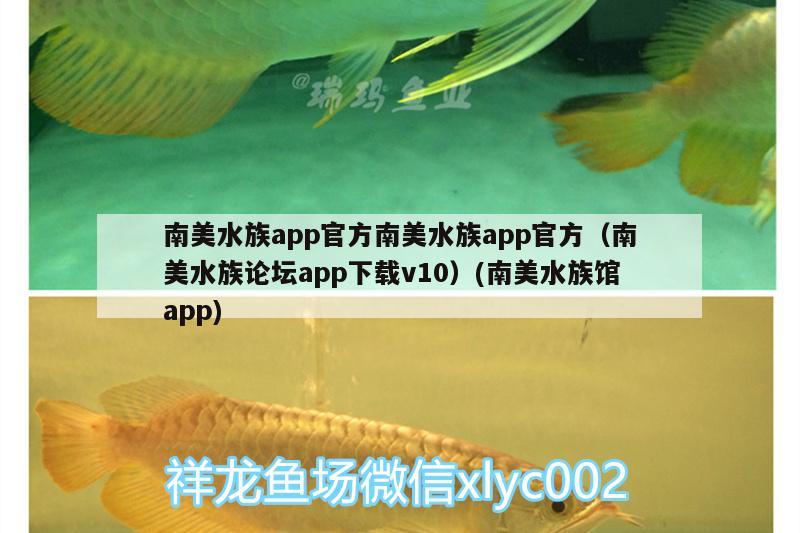 南美水族app官方南美水族app官方（南美水族論壇app下載v10）(南美水族館app) 超血紅龍魚 第1張