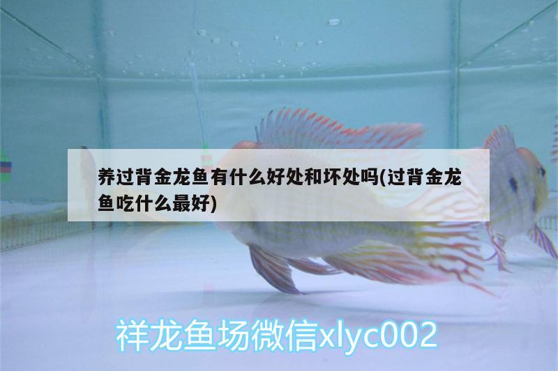 養(yǎng)過背金龍魚有什么好處和壞處嗎(過背金龍魚吃什么最好)