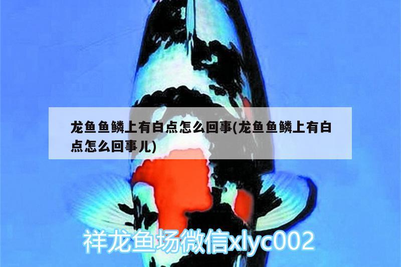 龍魚魚鱗上有白點(diǎn)怎么回事(龍魚魚鱗上有白點(diǎn)怎么回事兒)