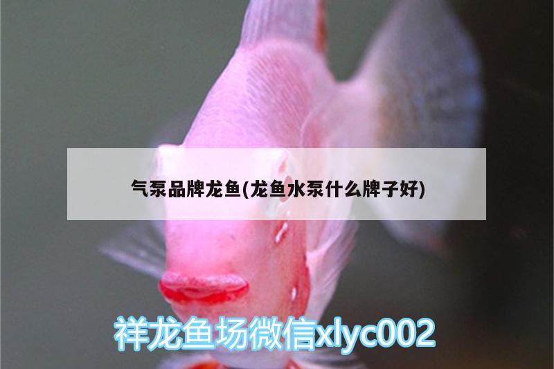 氣泵品牌龍魚(龍魚水泵什么牌子好)