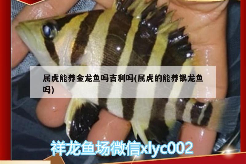 屬虎能養(yǎng)金龍魚嗎吉利嗎(屬虎的能養(yǎng)銀龍魚嗎) 銀龍魚百科