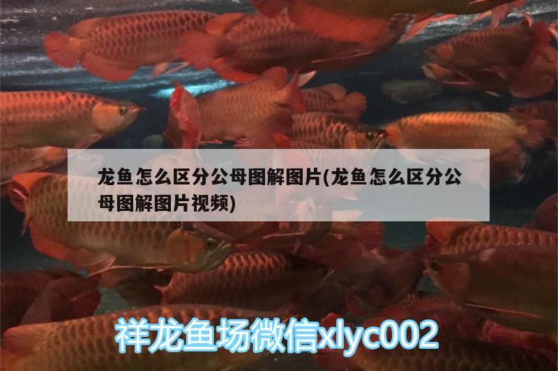 龍魚怎么區(qū)分公母圖解圖片(龍魚怎么區(qū)分公母圖解圖片視頻) 印尼虎苗