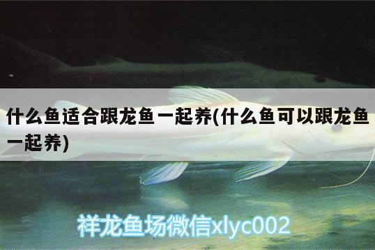 什么魚(yú)適合跟龍魚(yú)一起養(yǎng)(什么魚(yú)可以跟龍魚(yú)一起養(yǎng)) 印尼四紋虎