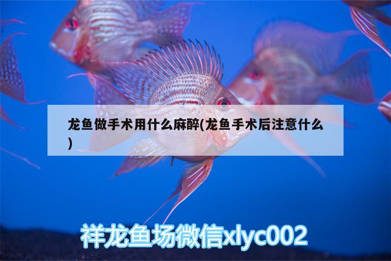 龍魚(yú)做手術(shù)用什么麻醉(龍魚(yú)手術(shù)后注意什么)