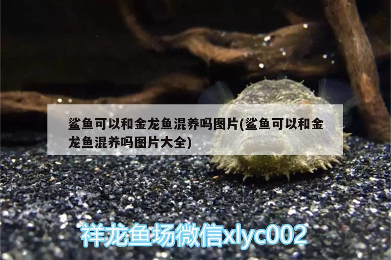 鯊魚可以和金龍魚混養(yǎng)嗎圖片(鯊魚可以和金龍魚混養(yǎng)嗎圖片大全)