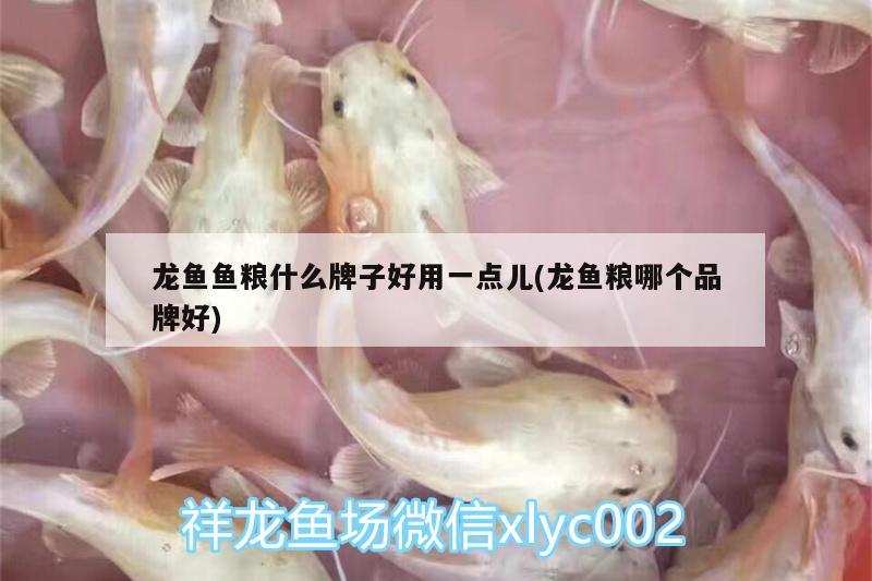 龍魚魚糧什么牌子好用一點(diǎn)兒(龍魚糧哪個(gè)品牌好) 錦鯉池魚池建設(shè)