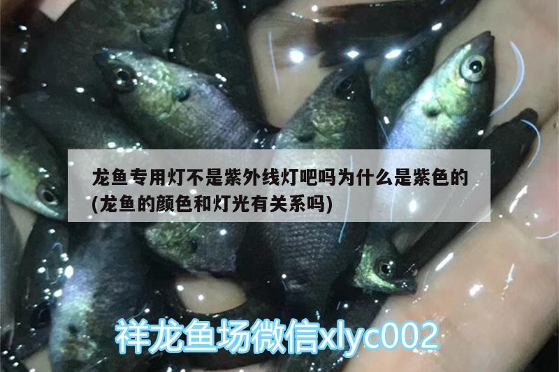 龍魚專用燈不是紫外線燈吧嗎為什么是紫色的(龍魚的顏色和燈光有關(guān)系嗎) 委內(nèi)瑞拉奧里諾三間魚苗