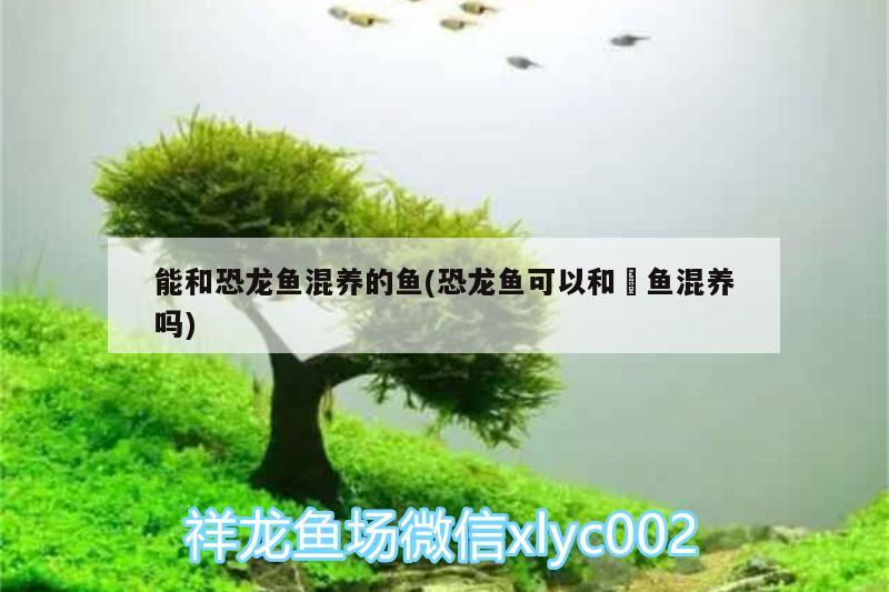 能和恐龍魚(yú)混養(yǎng)的魚(yú)(恐龍魚(yú)可以和魟魚(yú)混養(yǎng)嗎)