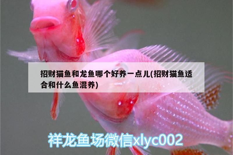 招財(cái)貓魚和龍魚哪個(gè)好養(yǎng)一點(diǎn)兒(招財(cái)貓魚適合和什么魚混養(yǎng)) 刀魚魚