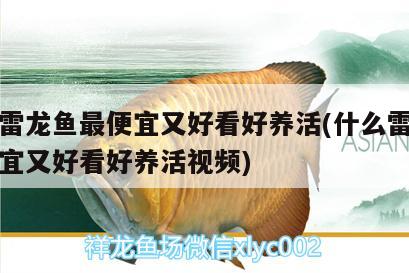 什么雷龍魚最便宜又好看好養(yǎng)活(什么雷龍魚最便宜又好看好養(yǎng)活視頻)