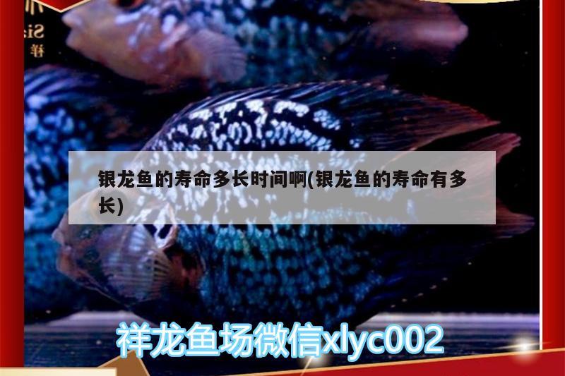 銀龍魚(yú)的壽命多長(zhǎng)時(shí)間啊(銀龍魚(yú)的壽命有多長(zhǎng)) 銀龍魚(yú)百科