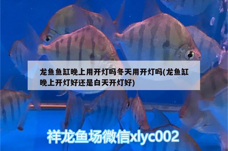 龍魚魚缸晚上用開燈嗎冬天用開燈嗎(龍魚缸晚上開燈好還是白天開燈好) B級過背金龍魚