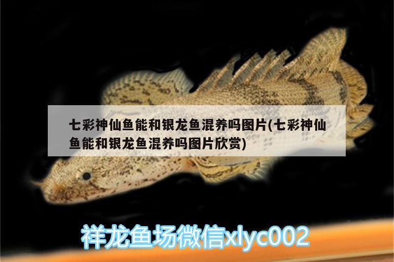 七彩神仙魚能和銀龍魚混養(yǎng)嗎圖片(七彩神仙魚能和銀龍魚混養(yǎng)嗎圖片欣賞) 七彩神仙魚