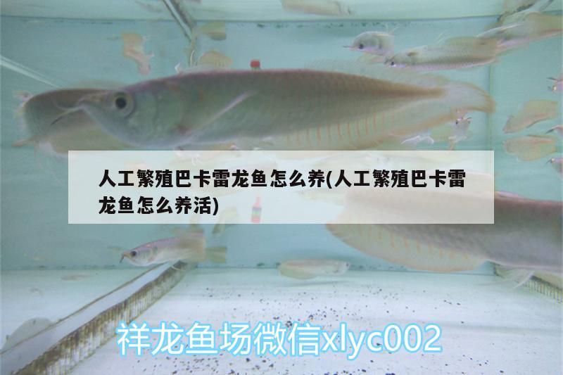 人工繁殖巴卡雷龍魚怎么養(yǎng)(人工繁殖巴卡雷龍魚怎么養(yǎng)活) 巴卡雷龍魚