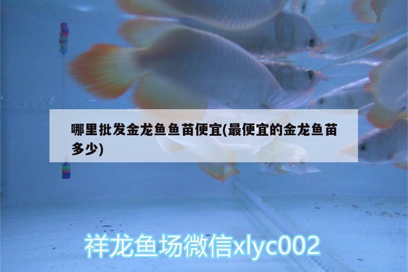 哪里批發(fā)金龍魚魚苗便宜(最便宜的金龍魚苗多少) 潛水泵