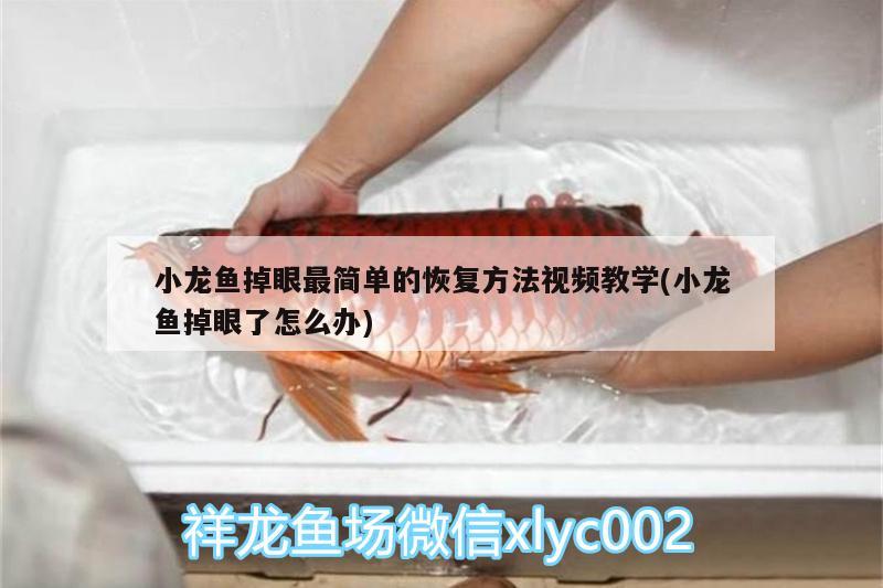 小龍魚掉眼最簡單的恢復(fù)方法視頻教學(xué)(小龍魚掉眼了怎么辦) 其他益生菌