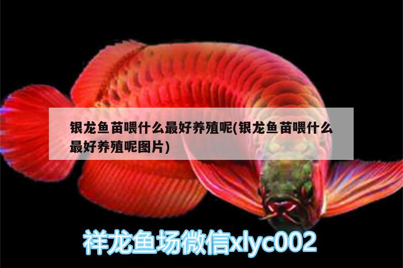 銀龍魚苗喂什么最好養(yǎng)殖呢(銀龍魚苗喂什么最好養(yǎng)殖呢圖片) 銀龍魚百科