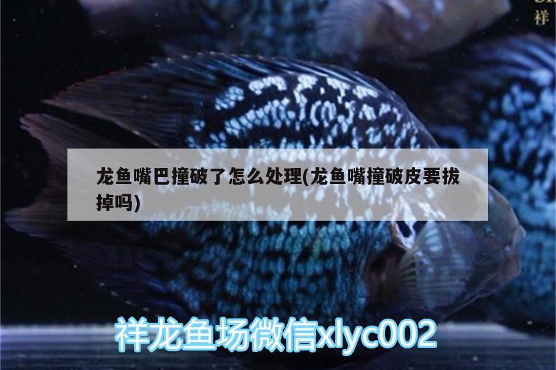 龍魚嘴巴撞破了怎么處理(龍魚嘴撞破皮要拔掉嗎)