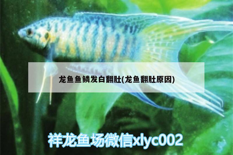 龍魚魚鱗發(fā)白翻肚(龍魚翻肚原因)