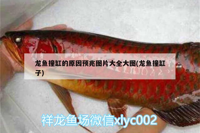 龍魚撞缸的原因預(yù)兆圖片大全大圖(龍魚撞缸子)