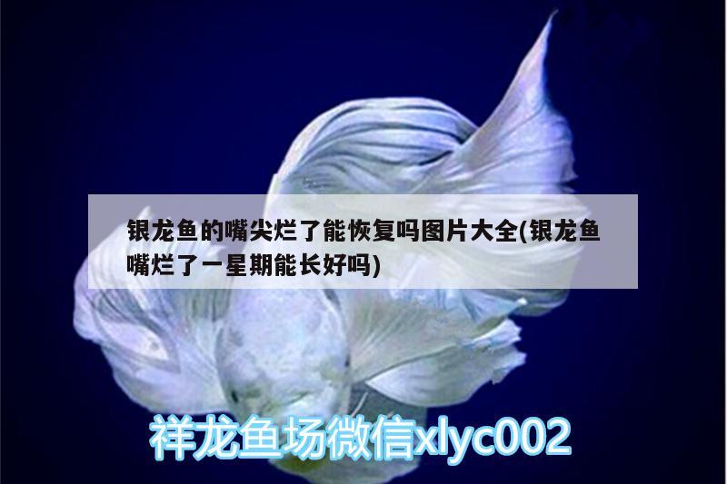 銀龍魚(yú)的嘴尖爛了能恢復(fù)嗎圖片大全(銀龍魚(yú)嘴爛了一星期能長(zhǎng)好嗎) 銀龍魚(yú)