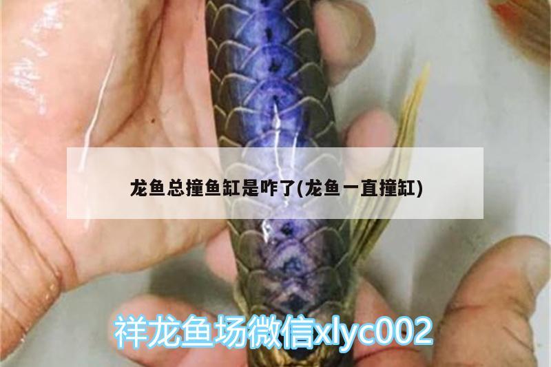 龍魚總撞魚缸是咋了(龍魚一直撞缸) 祥龍赫舞紅龍魚